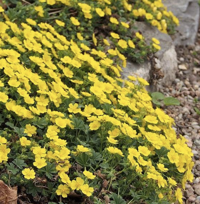 Potentilla n. &#39;Nana&#39; #1