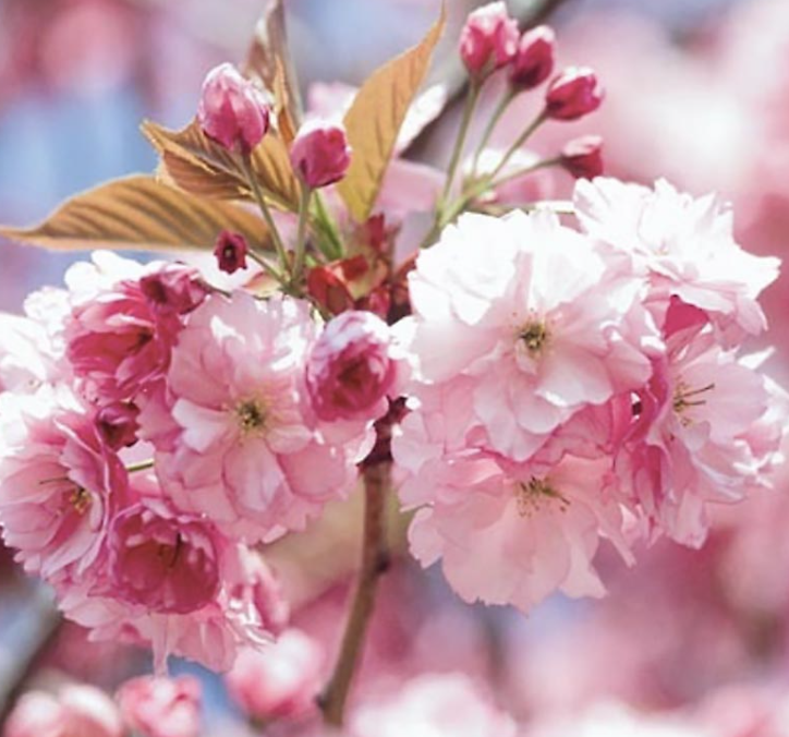 Prunus s. &#39;Kwanzan&#39;