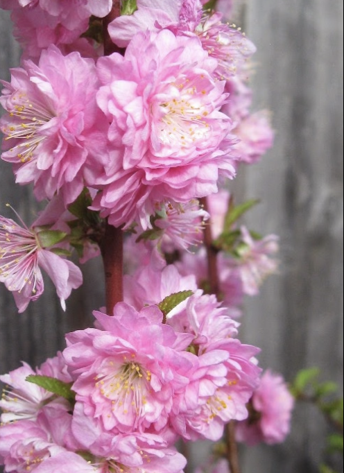 Prunus g. 'Pink Flowering Almond'
