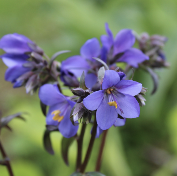  Polemonium 'Purple Rain' #1