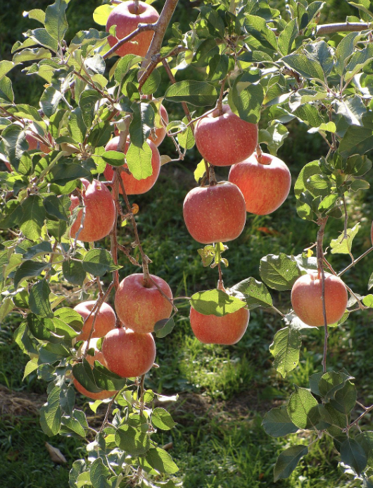 Fruit, Apple 'Fuji' #10