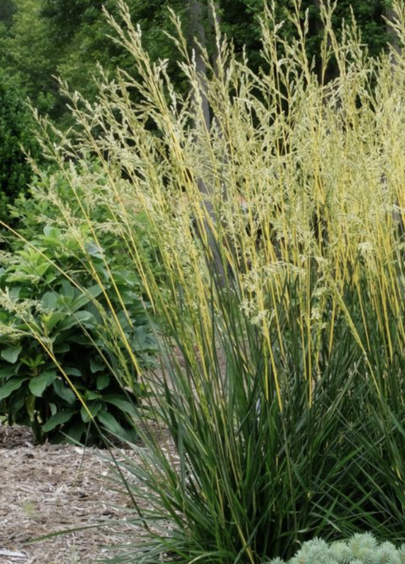 Festuca a. &#39;Glow Sticks&#39;