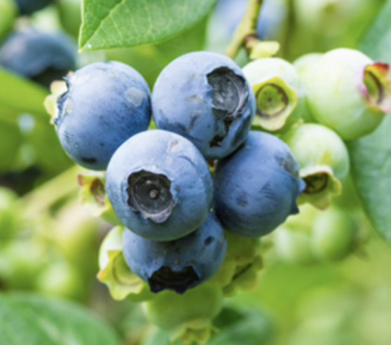 Fruit, Blueberry #3