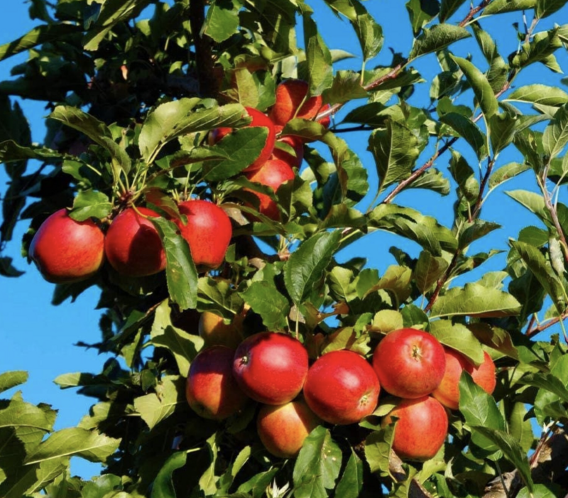 Fruit, Apple &#39;Gala&#39; #10