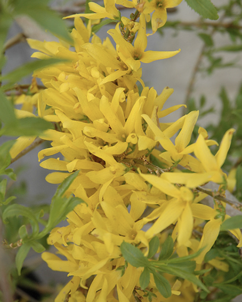 Forsythia &#39;Gold Tide&#39;