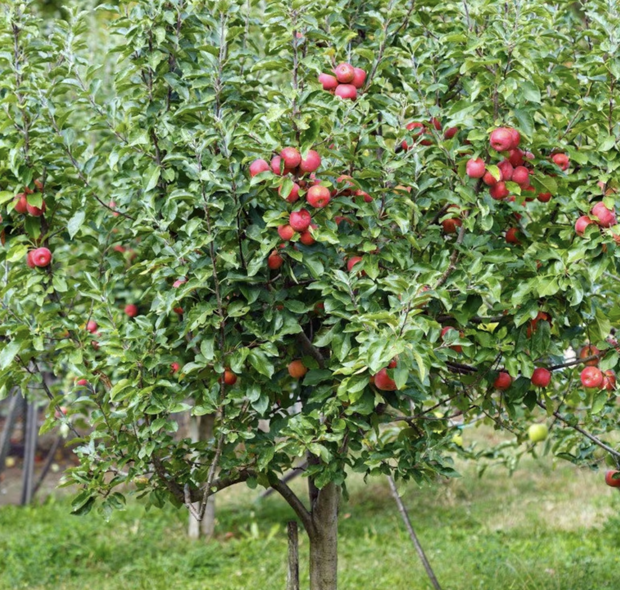 Fruit, Apple &#39;Jonathan&#39; #5