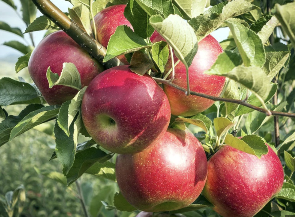 Fruit, Apple &#39;McIntosh&#39; #10