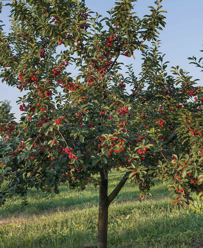 Fruit, Cherry &#39;Stella&#39; #10