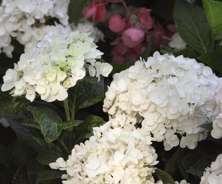 Hydrangea m. &#39;Magical Bride&#39;