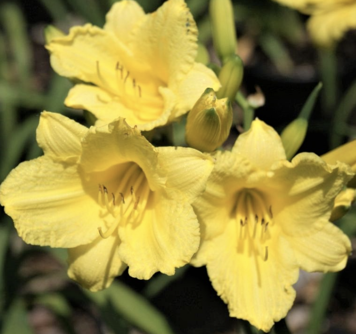 Hemerocallis &#39;Happy Returns&#39; #1