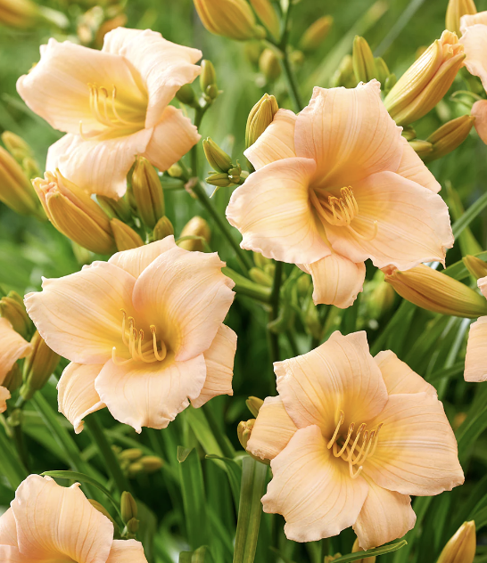 Hemerocallis &#39;Mini Pearl&#39; #1