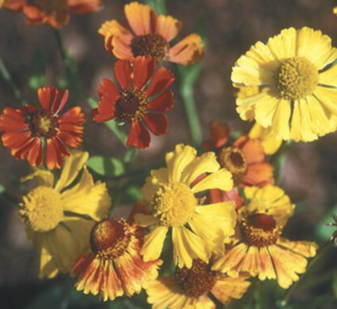 Helenium &#39;Helena Red &amp; Gold Mix&#39;