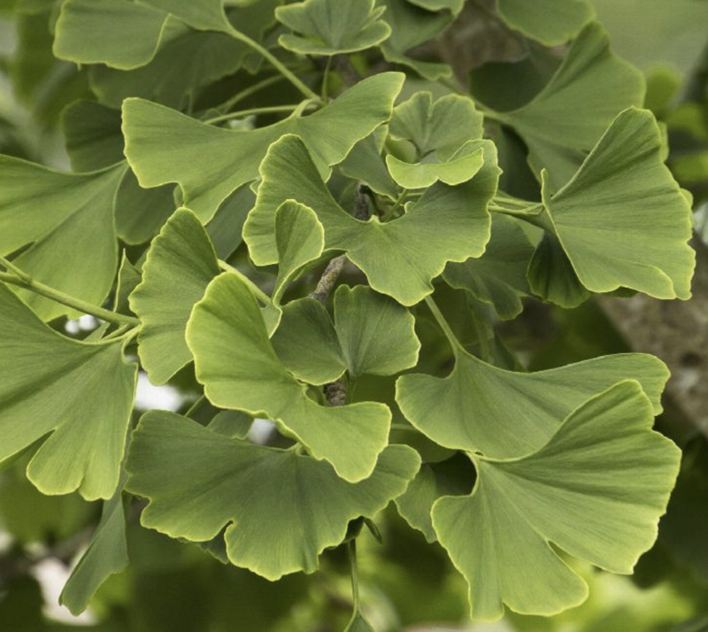 Ginkgo b. &#39;Princeton Sentry&#39;