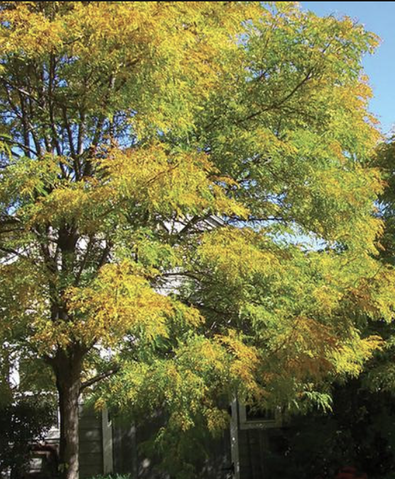 Gleditsia t. &#39;Shademaster&#39;