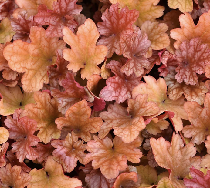 Heuchera &#39;Peach Flambe&#39;