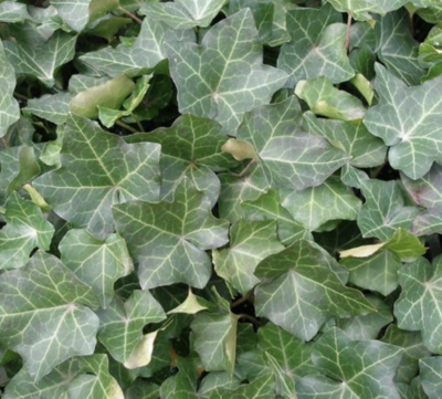 Hedera 'Thorndale' #1