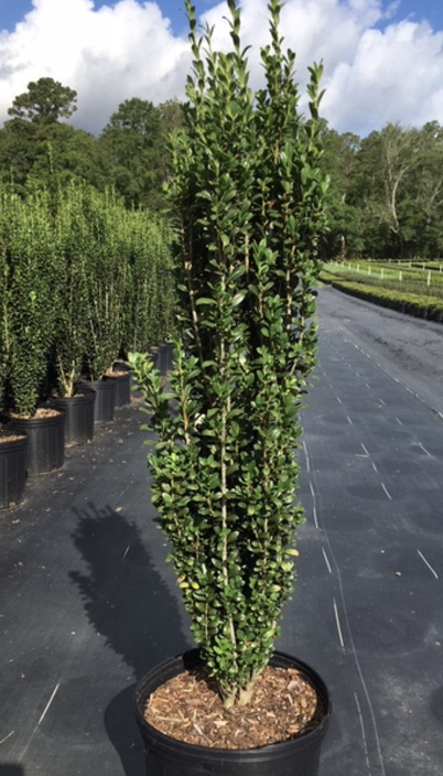 Ilex c. &#39;Sky Pencil&#39; 
