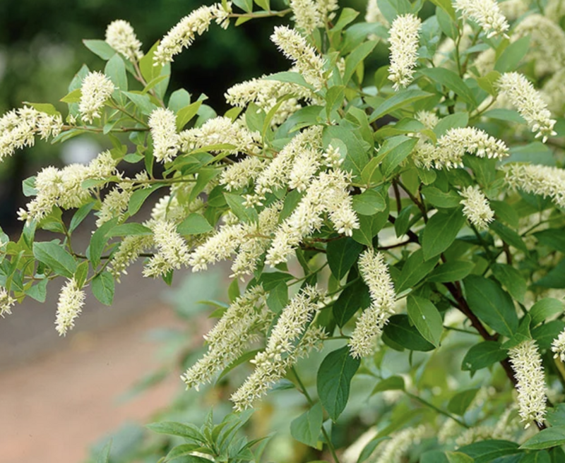 Itea virginica 'Henry's Garnet'