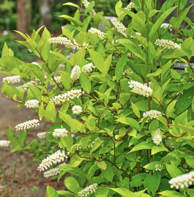 Itea virginica 'Merlot'