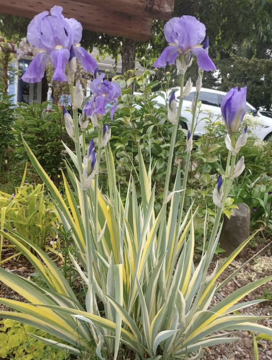 Iris pallida 'Aureo Varigata'