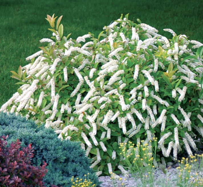 Itea virginica 'Little Henry'