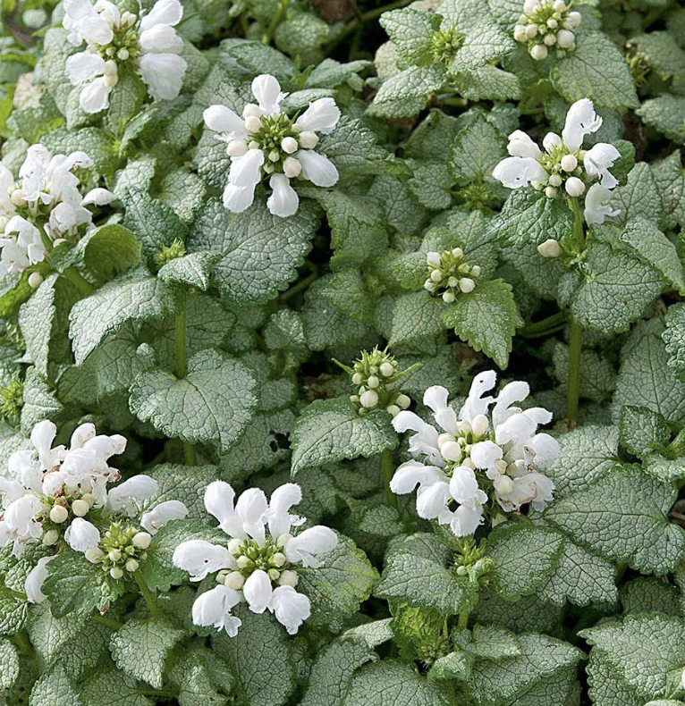 Lamium mac. &#39;White Nancy&#39;
