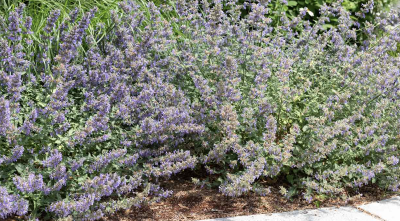 Nepeta &#39;Felix&#39;