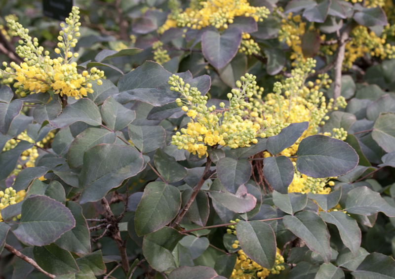 Mahonia repens