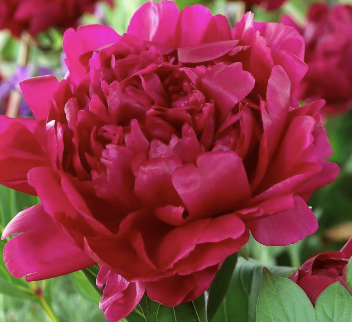Paeonia &#39;Kansas&#39;
