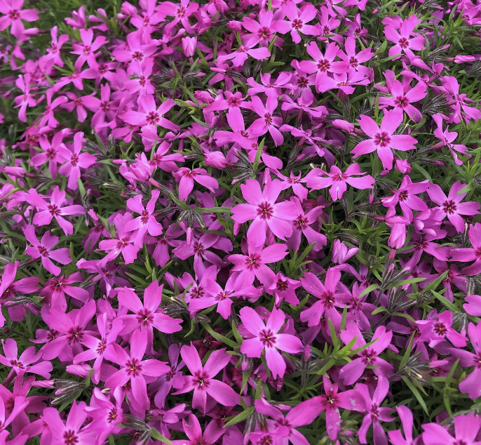 Phlox sub. &#39;Crimson Beauty&#39; 