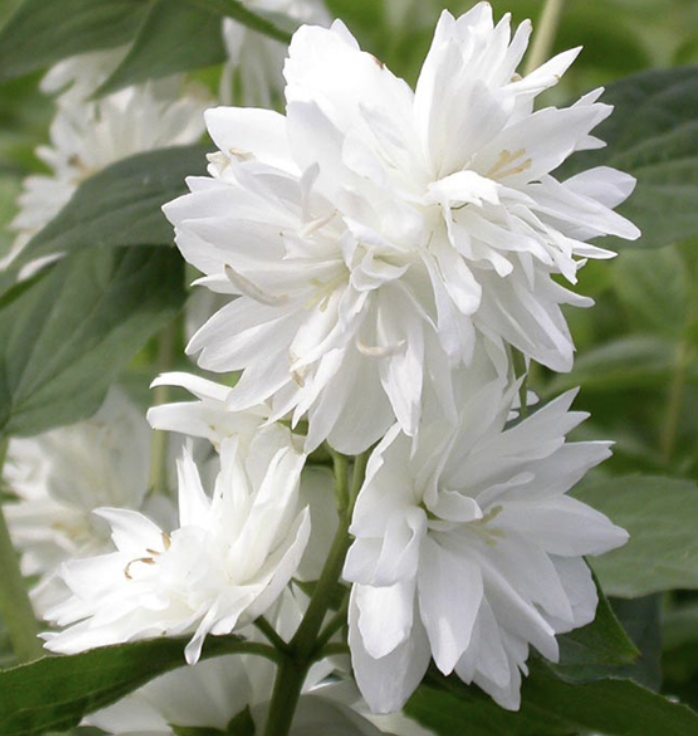 Philadelphus 'Minnesota Snowflake'
