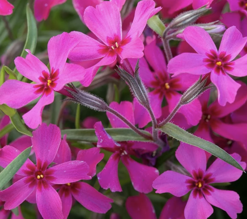 Phlox sub. &#39;Scarlet Flame&#39; #1