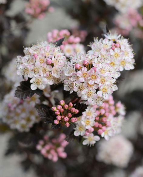 Physocarpus op. &#39;Tiny Wine&#39;