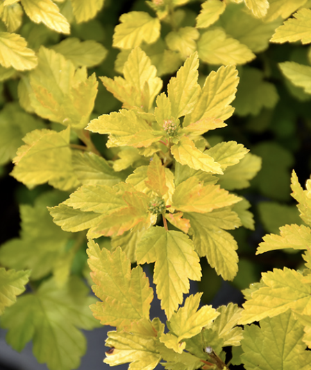 Physocarpus op. 'Tiny Wine Gold'