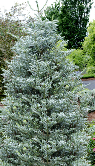 Abies k. &#39;Horstmann&#39;s Siberlocke&#39;