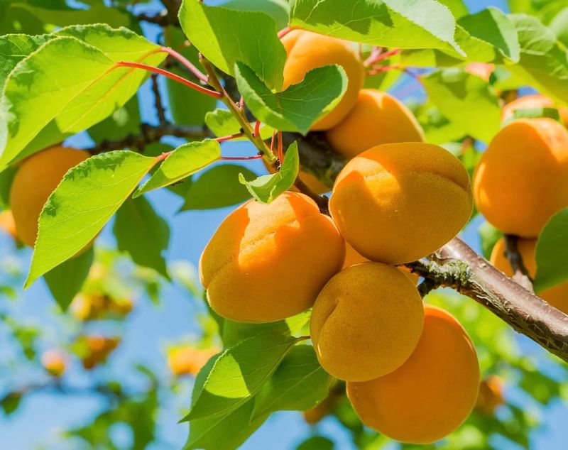 Fruit, Apricot &#39;Chinese Mormon&#39;