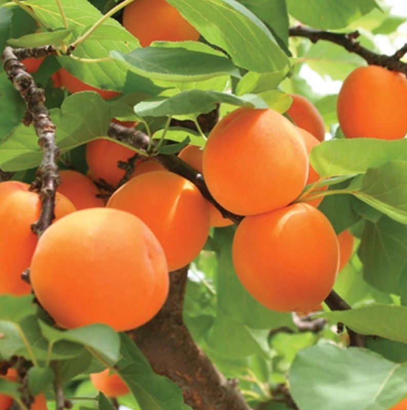 Fruit, Apricot &#39;Moorpark&#39;
