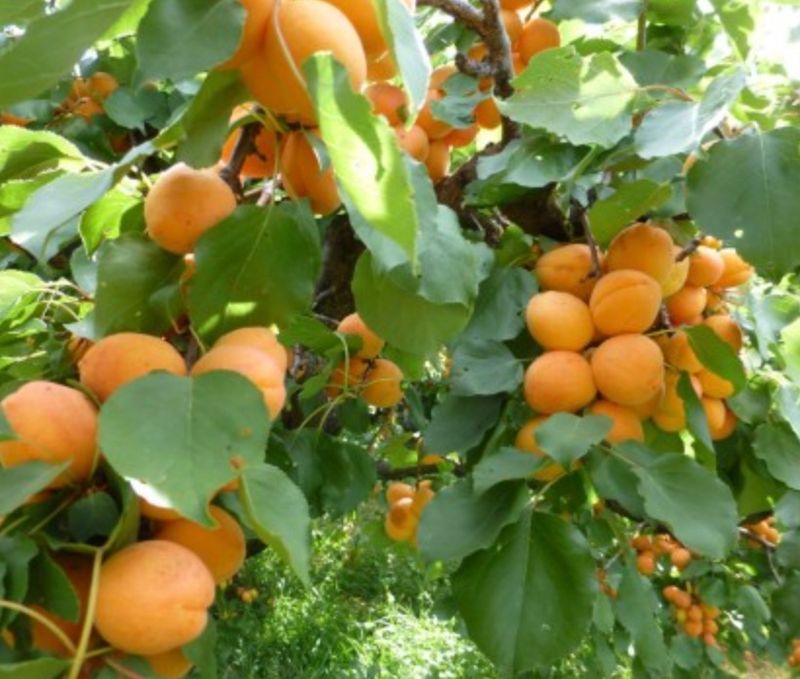 Fruit, Apricot &#39;Tilton&#39;