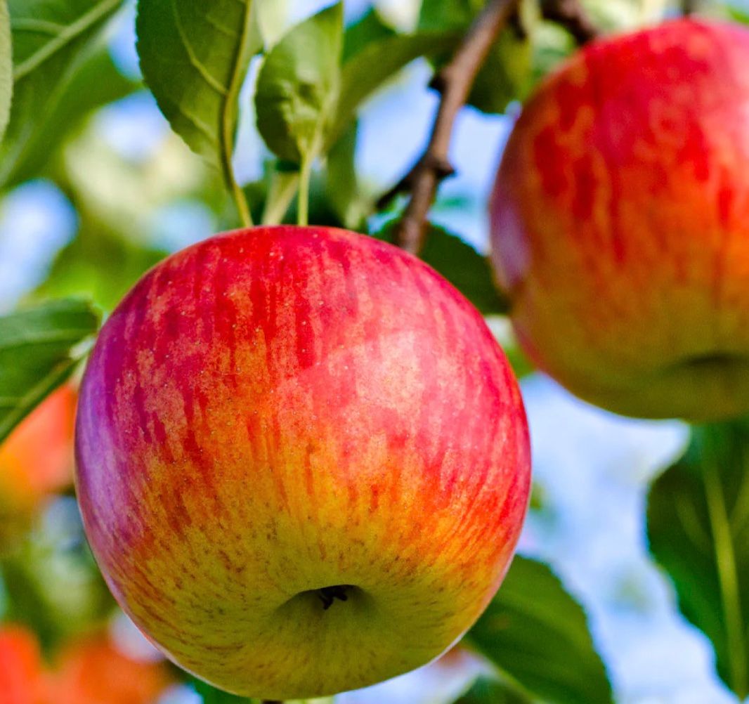 Fruit, Apple &#39;Fuji&#39;