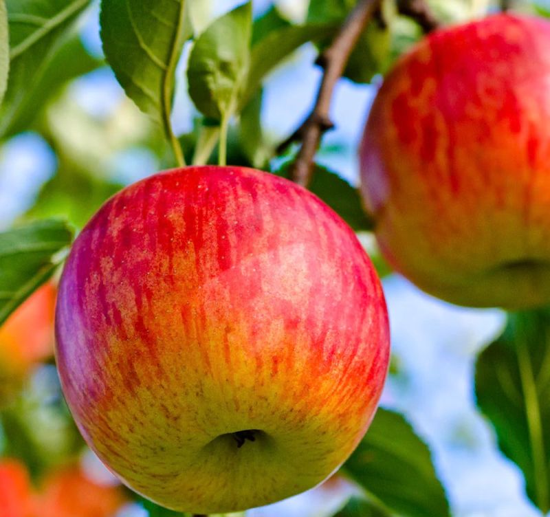 Fruit, Apple &#39;Fuji&#39;