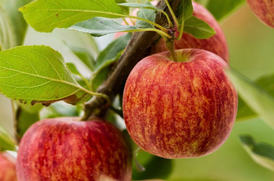 Fruit, Apple &#39;Gala&#39;