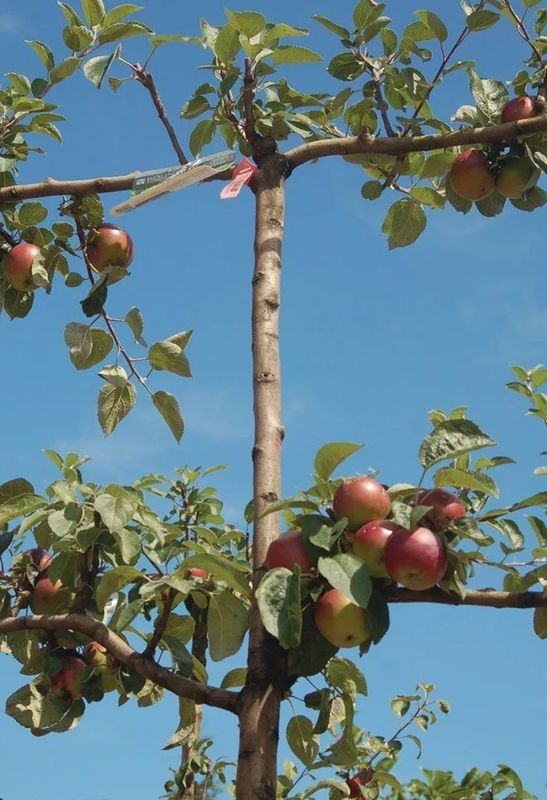 Fruit, Apple Espalier