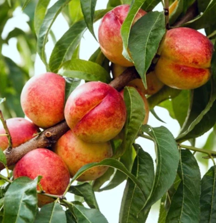 Fruit, Nectarine &#39;Flavor Top&#39;
