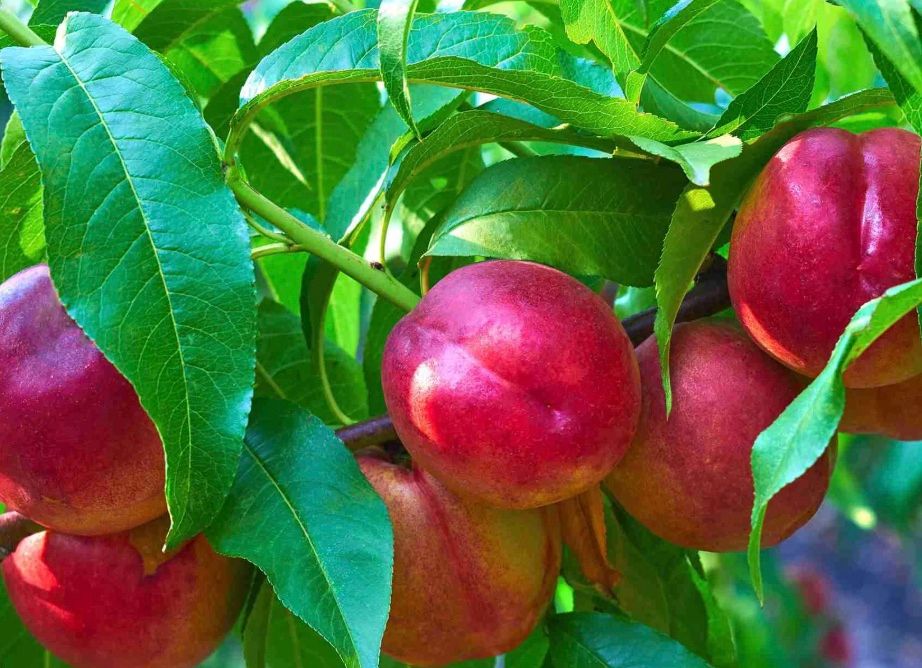 Fruit, Nectarine &#39;Fantasia&#39;
