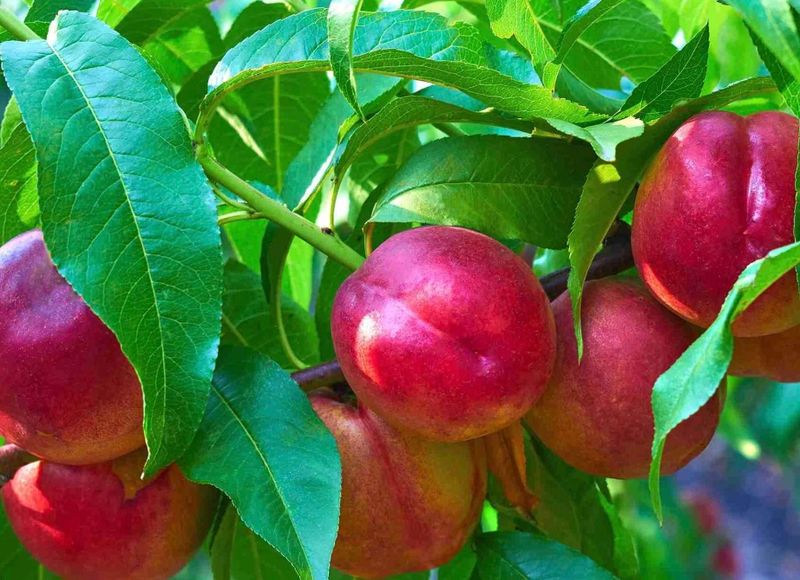 Fruit, Nectarine &#39;Fantasia&#39;
