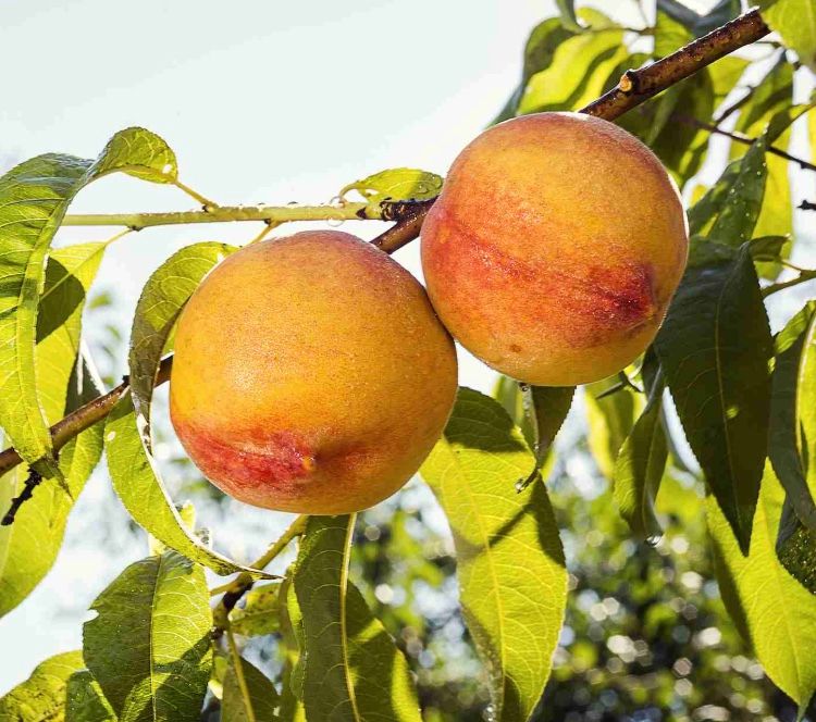 Fruit, Nectarine &#39;Yellow&#39;