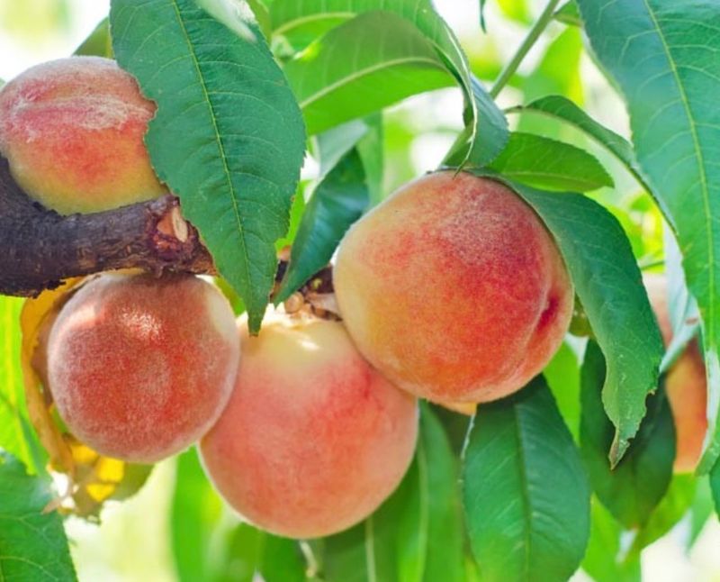 Fruit, Peach &#39;Hale Haven&#39;