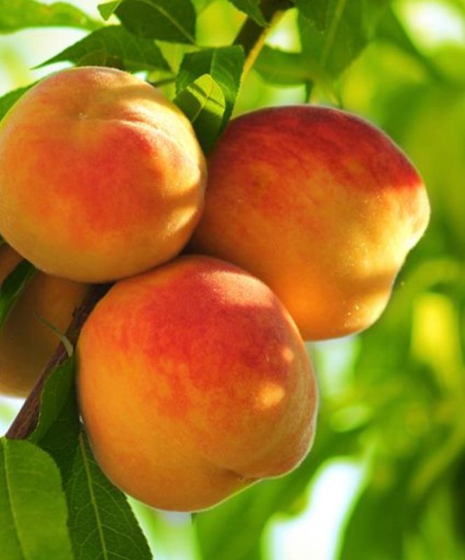 Fruit, Peach &#39;Early Elberta&#39;