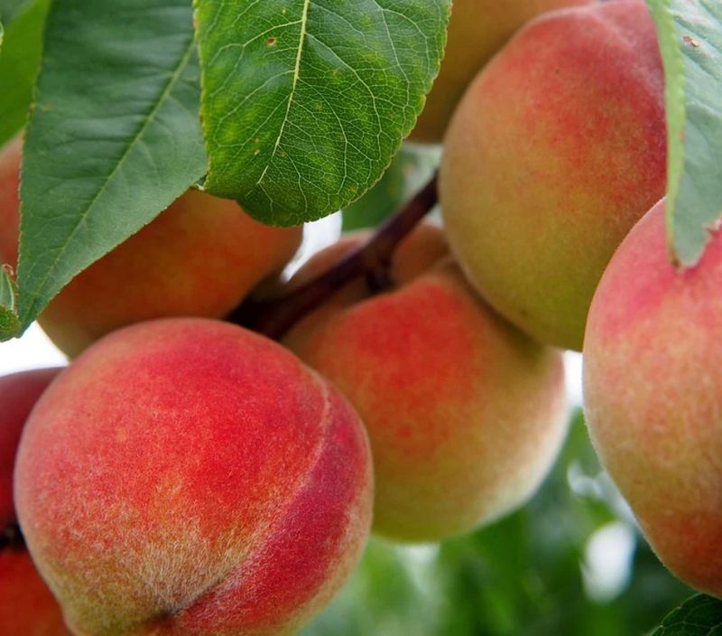 Fruit, Peach &#39;Contender&#39;