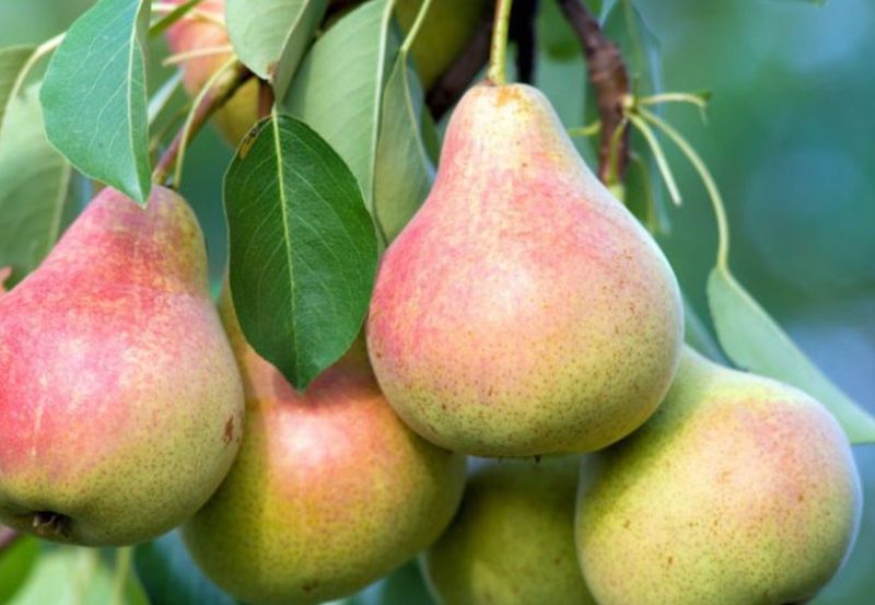 Fruit, Pear &#39;Clapps Favorite&#39; #6